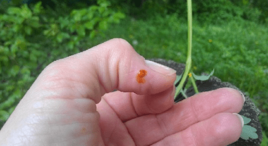 Celandine contra Papilloma