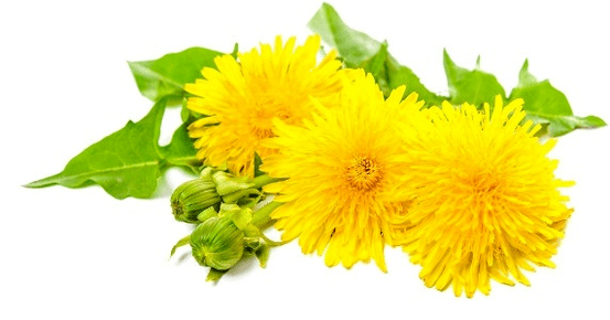 Dandelion contra Papillomas