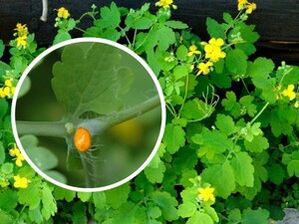 suco de erva celidônia para o tratamento de verrugas plantares